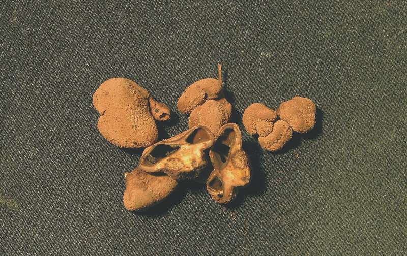 Funghi di oggi (8 dic 06)...